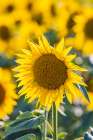 Camargue Nord-Arles Provence-Alpes-Cote dAzur-France Field of sunflowers in Provence Art Print
